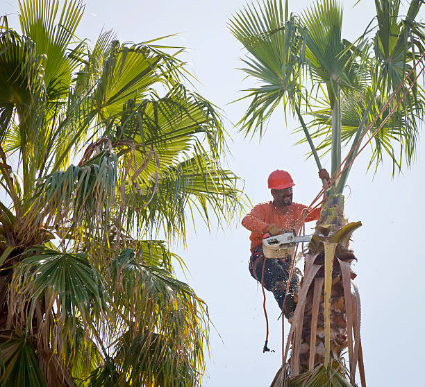 Best Hazardous Tree Removal  in USA